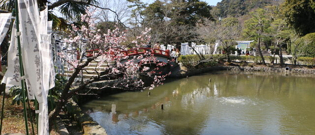 鶴岡八幡宮の梅